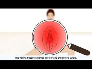 Der Weibliche Orgasmus Erklärte