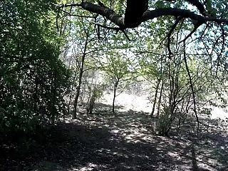 Im Wald Kreuzend